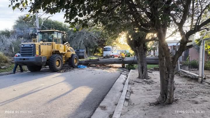 TRAGEDIA EN QUILINO: UN JOVEN MURIÓ APLASTADO POR UN ÁRBOL DURANTE LA TORMENTA