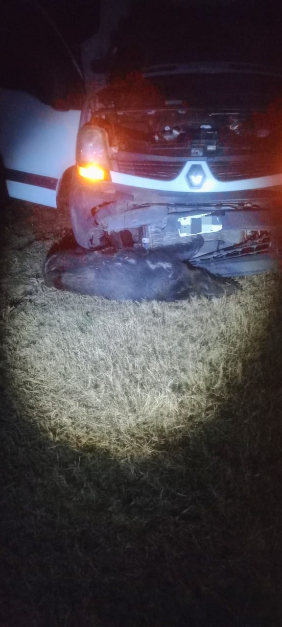 SAN JOSÉ DE LA DORMIDA: VEHÍCULO CHOCÓ CONTRA UN JABALÍ EN RUTA PROVINCIAL 9